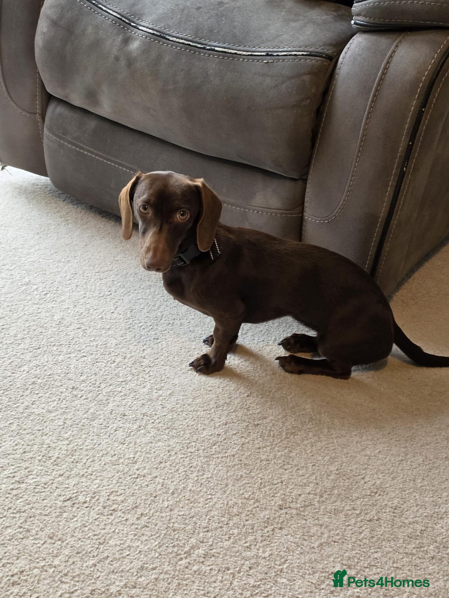 Dachshund dogs for sale: Rehome our Dachshund - Advert 5