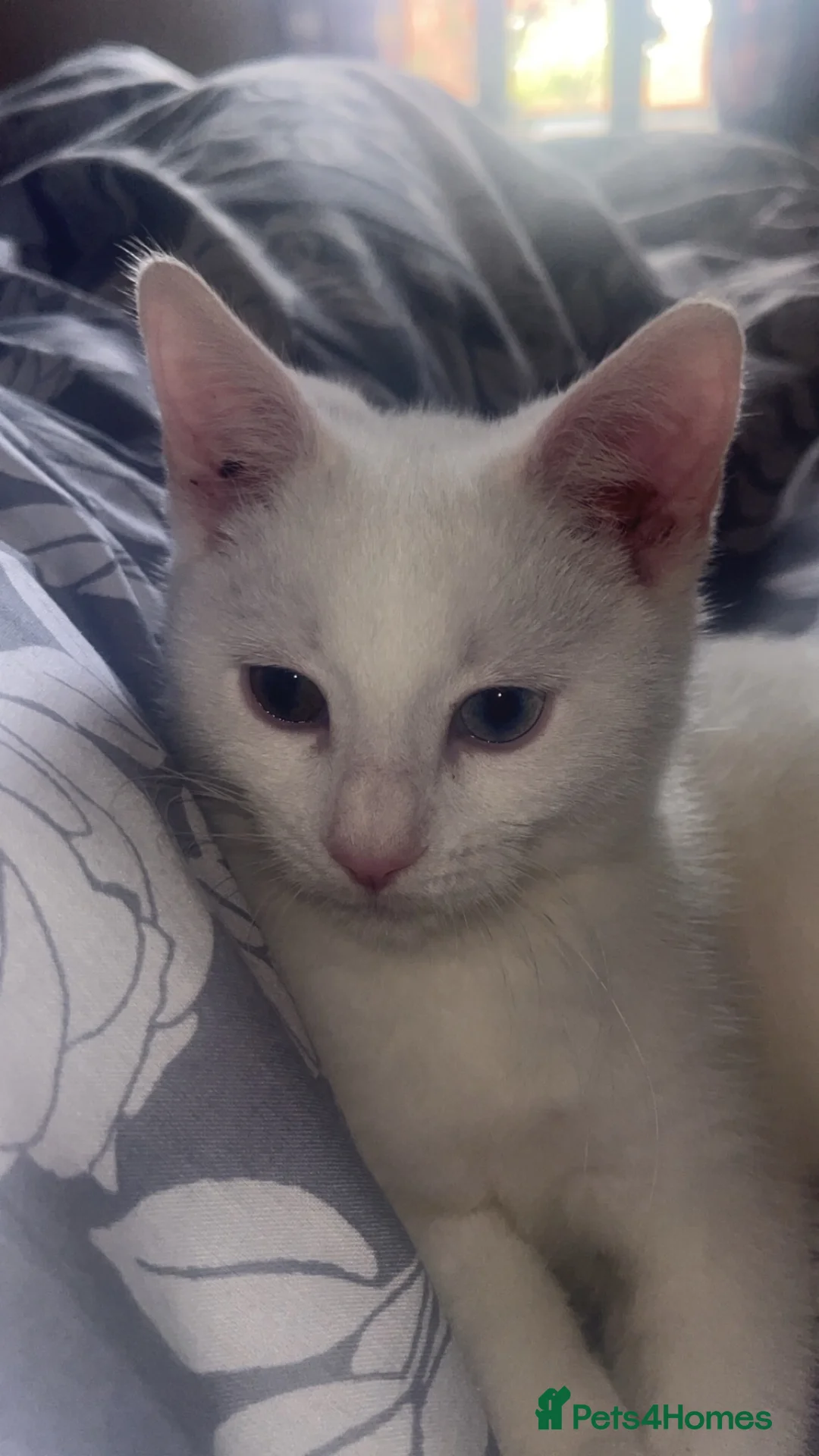 Mixed Breed cats for sale: 6 month old mixed breed white kitten for sale  in Birmingham - Advert 2