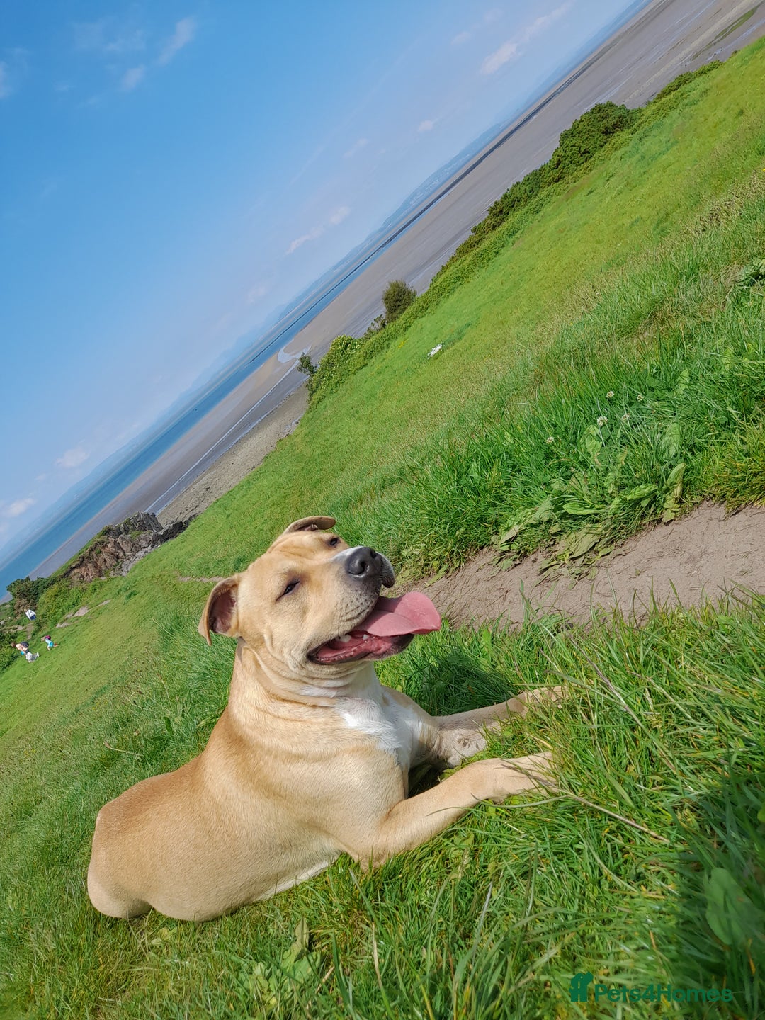 Mixed Breed dogs for sale: Bully cross pups - Image 5