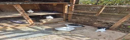 Mixed Breed birds for sale: Indian fontail - Advert 1