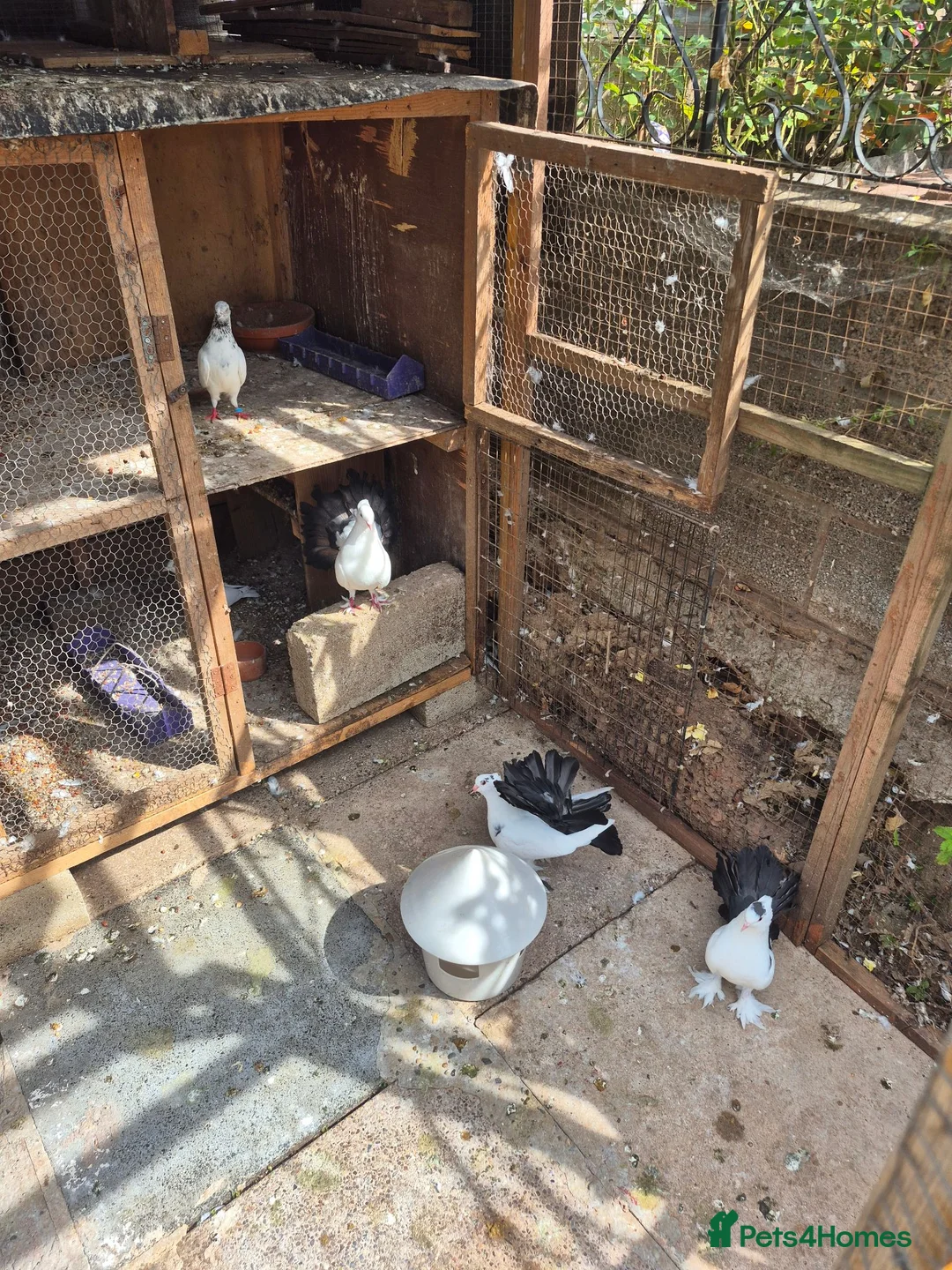 Mixed Breed birds for sale: Indian fontail - Advert 1