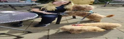 Cavapoochon dogs for sale: 5 Beautiful Cavapoochon puppies, 2 Boys, 3 Girls in Peterborough - Advert 19