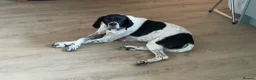 Pointer dogs for sale: Rufus: A Youthful 9-Year-Old English Pointer  - Advert 8