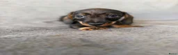Miniature Dachshund dogs for sale: Beautiful wire miniature dachshund puppies 4 sale - Advert 5