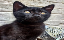 Bengal cats for sale: RARE Coats ~ Bengal/Maine Coon mix - Image 4