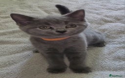 British Shorthair cats for sale: British Blue shorthair kittens £400 - Image 10