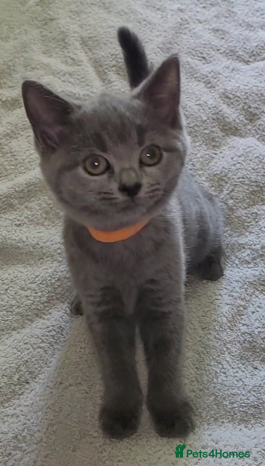 British Shorthair cats for sale: British Blue shorthair kittens £400 - Image 10