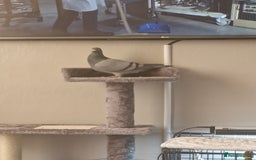 Pigeons birds for sale: Male Pigeon  Perry  - Image 6
