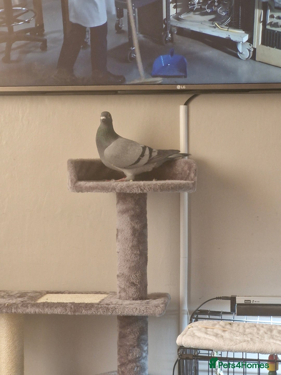 Pigeons birds for sale: Male Pigeon  Perry  - Image 6