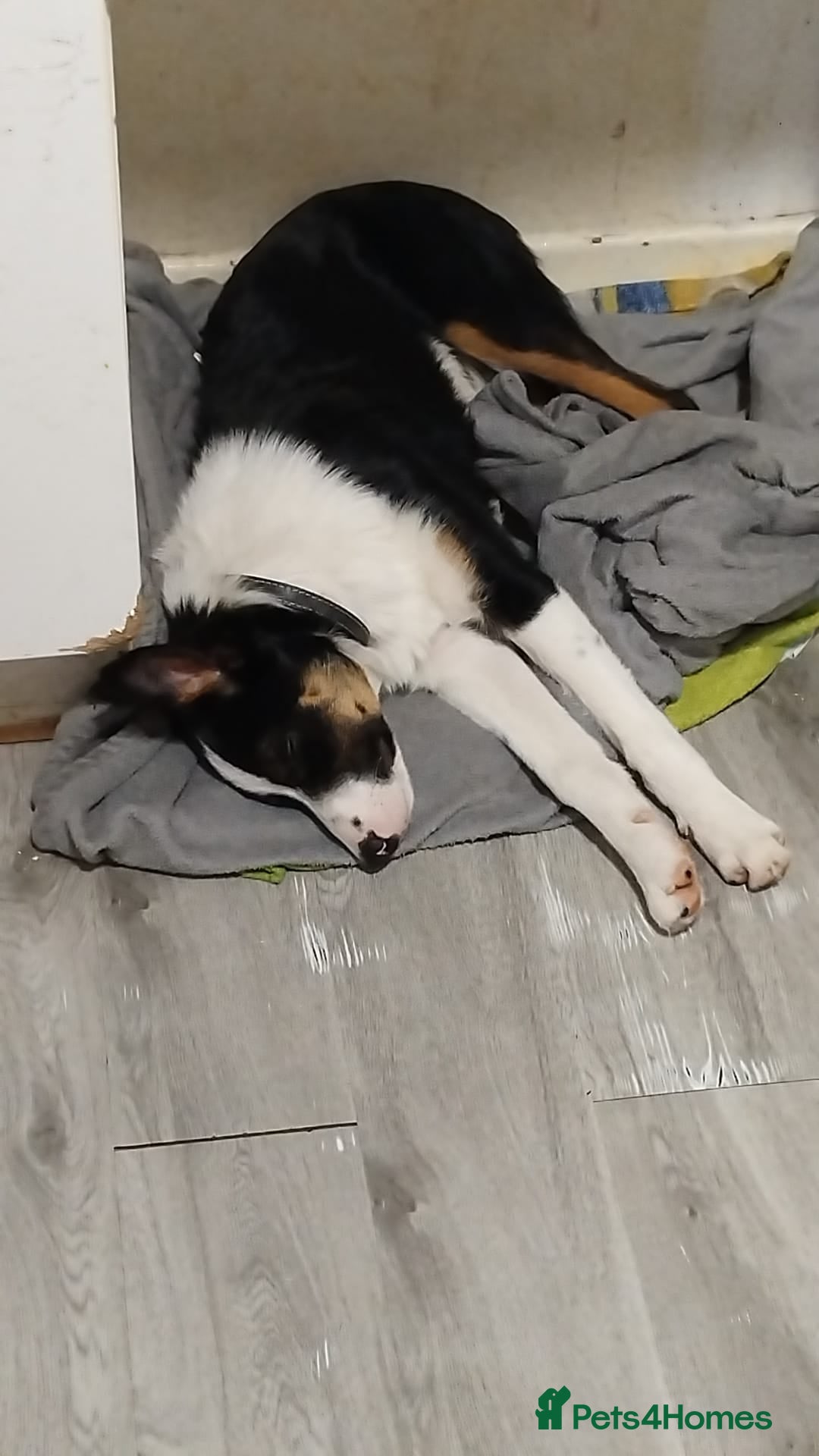 Border Collie dogs Collie for homing - Advert 1