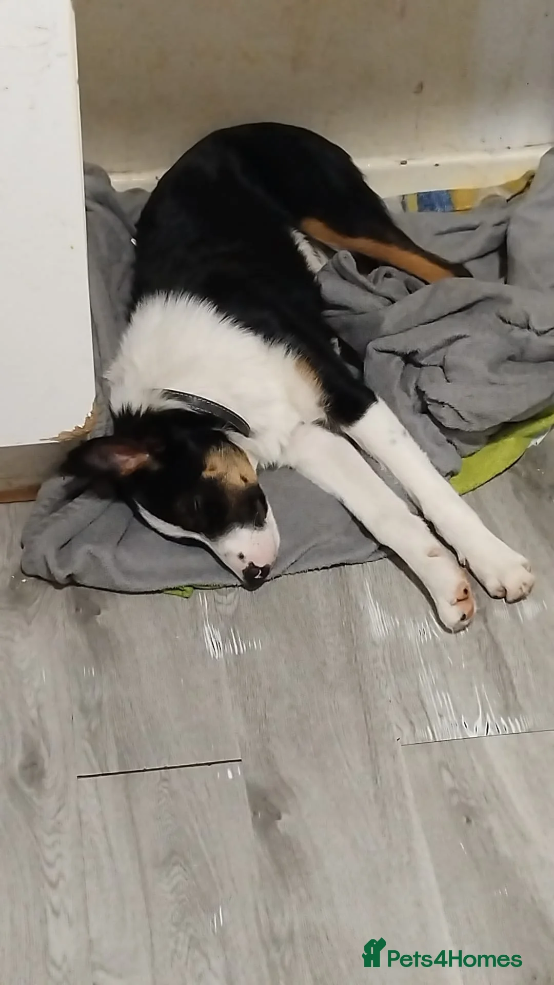 Border Collie dogs for sale: Collie for homing - Advert 1