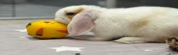 Mini Lop rabbits for sale: Baby Mini lops - indoor homes only  - Advert 11