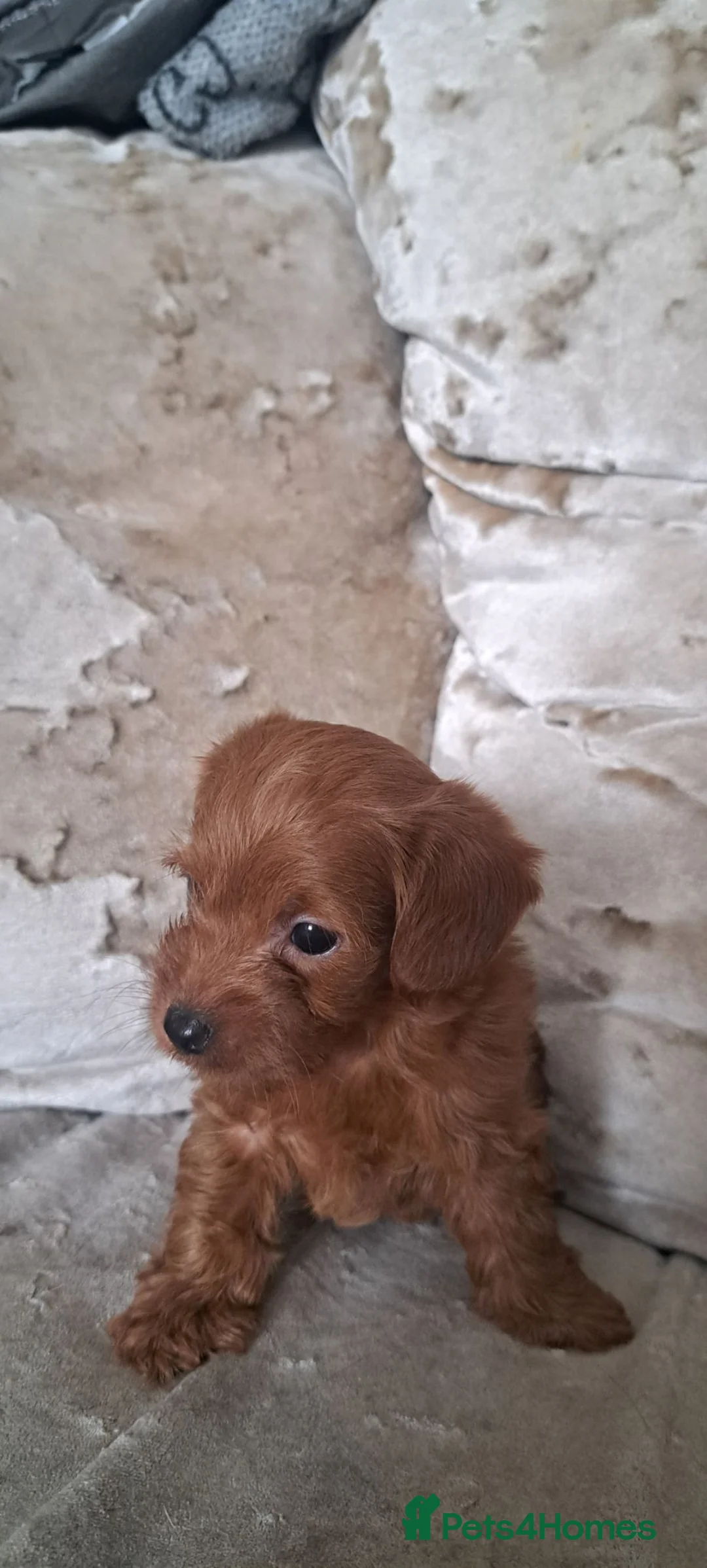 Jackapoo dogs for sale: 6 lovely puppies  in Orpington - Advert 2