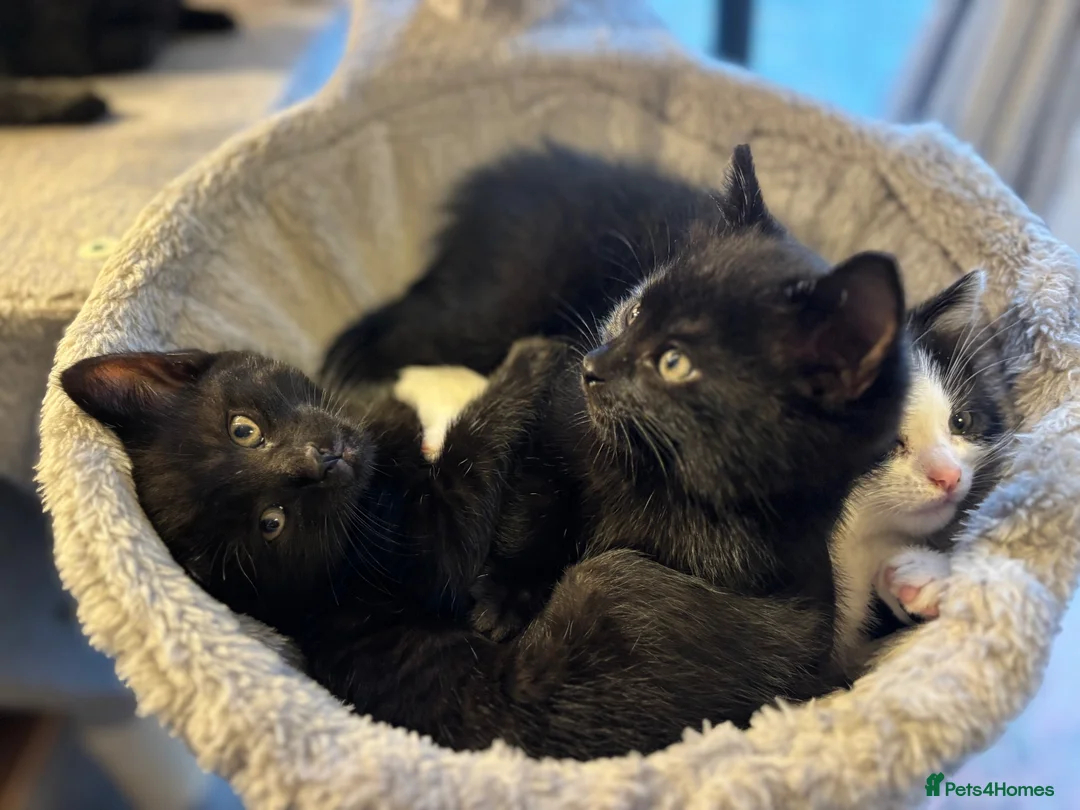 Mixed Breed cats for sale:  3 BEAUTIFUL LITTLE GIRLS! 💕 - Advert 2