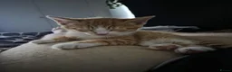British Shorthair cats for sale: Ginger tabby kitten - Advert 5