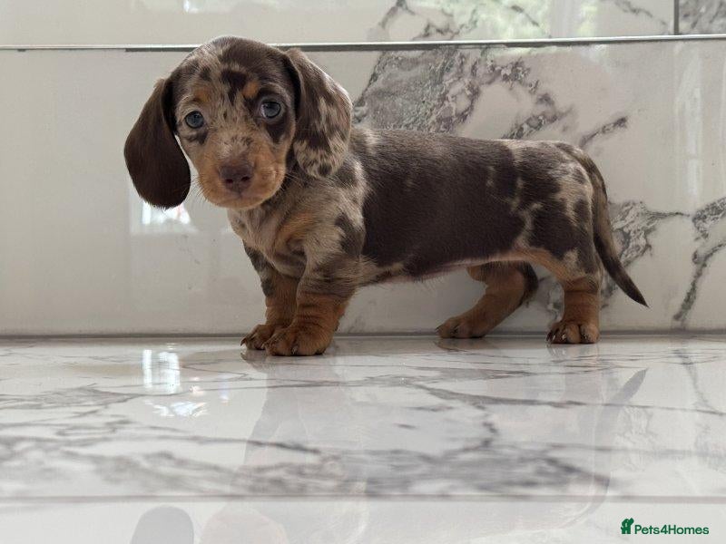 Miniature Dachshund dogs purdie Looking for a Loving Forever Home - Advert 7
