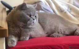 British Shorthair cats for sale: Beautiful BSH lilac girl for sale - Advert 8