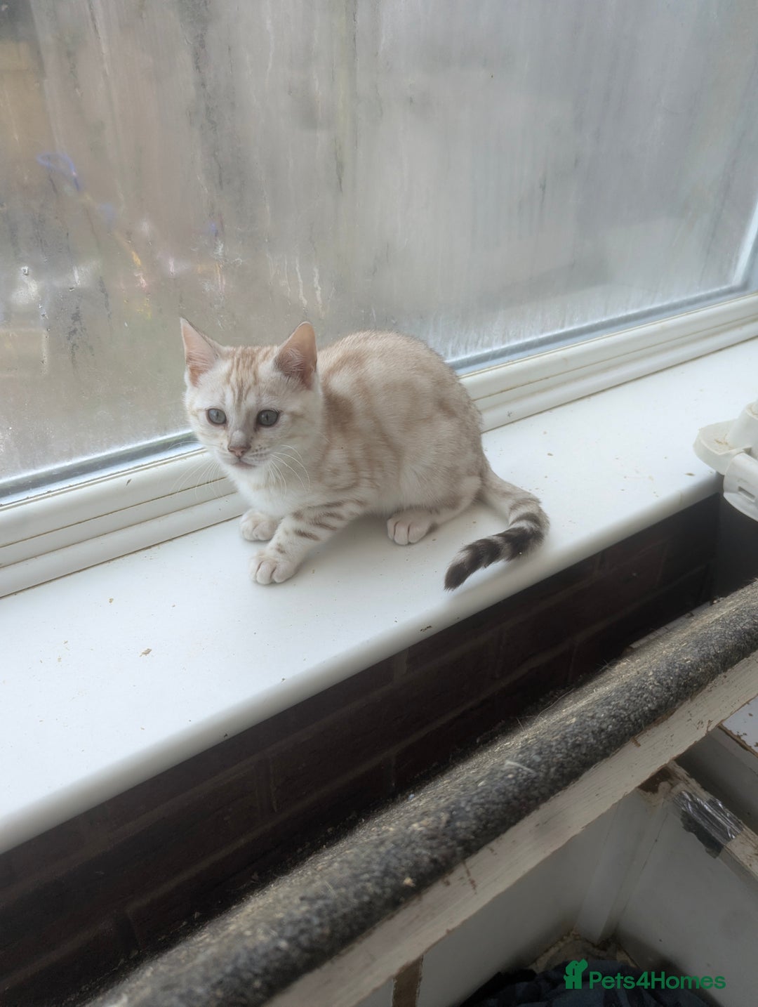 Bengal cats for sale: Bengal Kittens Purebreed Ready to Leave - Advert 15