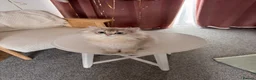 British Longhair cats for sale: Adorable British longhair   - Advert 3