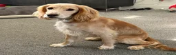 Cocker Spaniel dogs for sale: 10 month old Male Cocker Spaniel in Mansfield - Advert 2