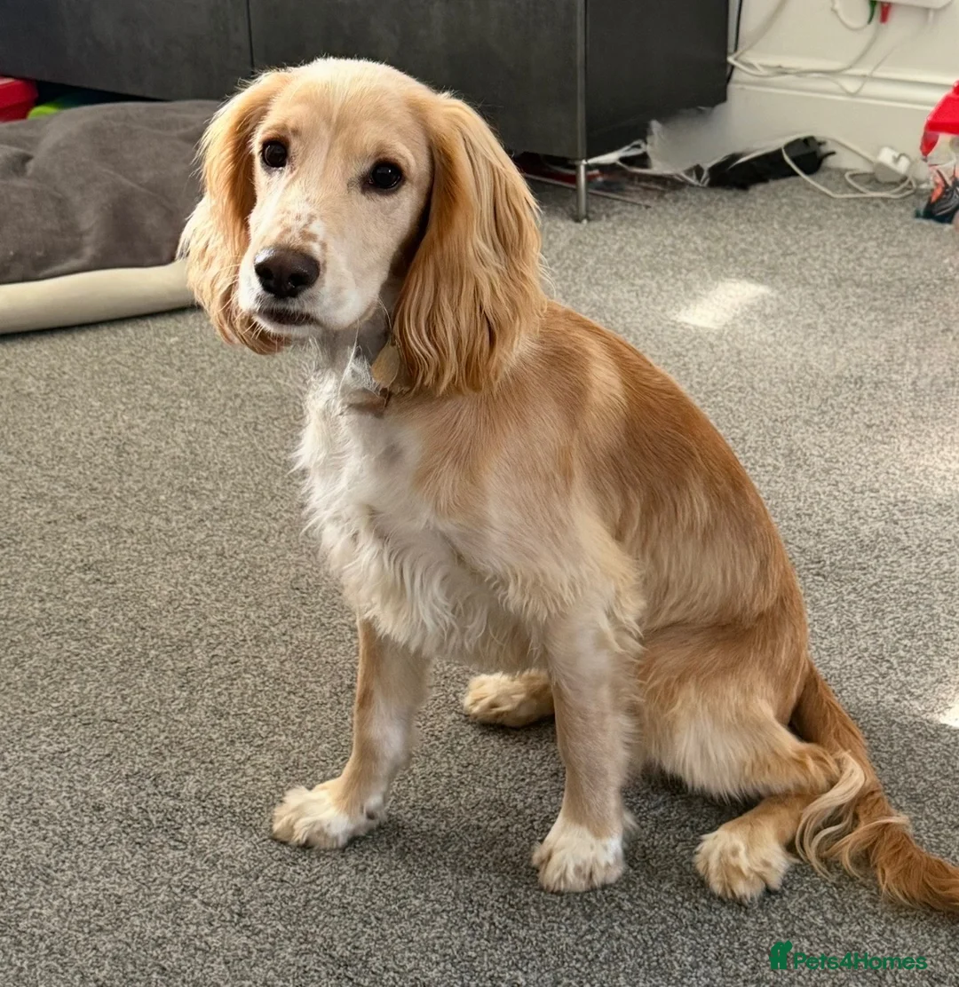 Cocker Spaniel dogs for sale: 10 month old Male Cocker Spaniel in Mansfield - Advert 2