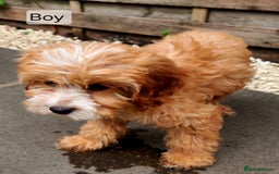 Cavapoo dogs for sale: Toy Cavapoo Puppies Looking for Forever Homes!! - Image 2