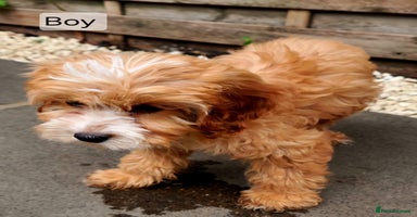 Cavapoo dogs - Advert 9