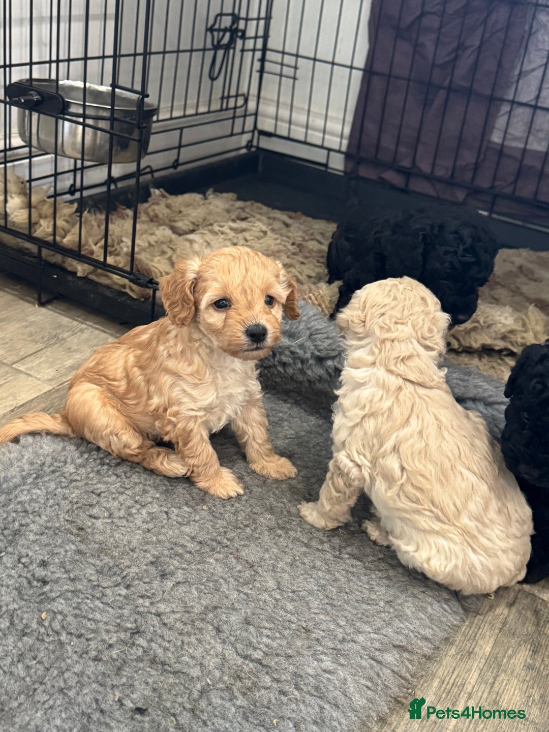 Cockapoo dogs for sale: Stunning Cockerpoo Puppies - Image 5