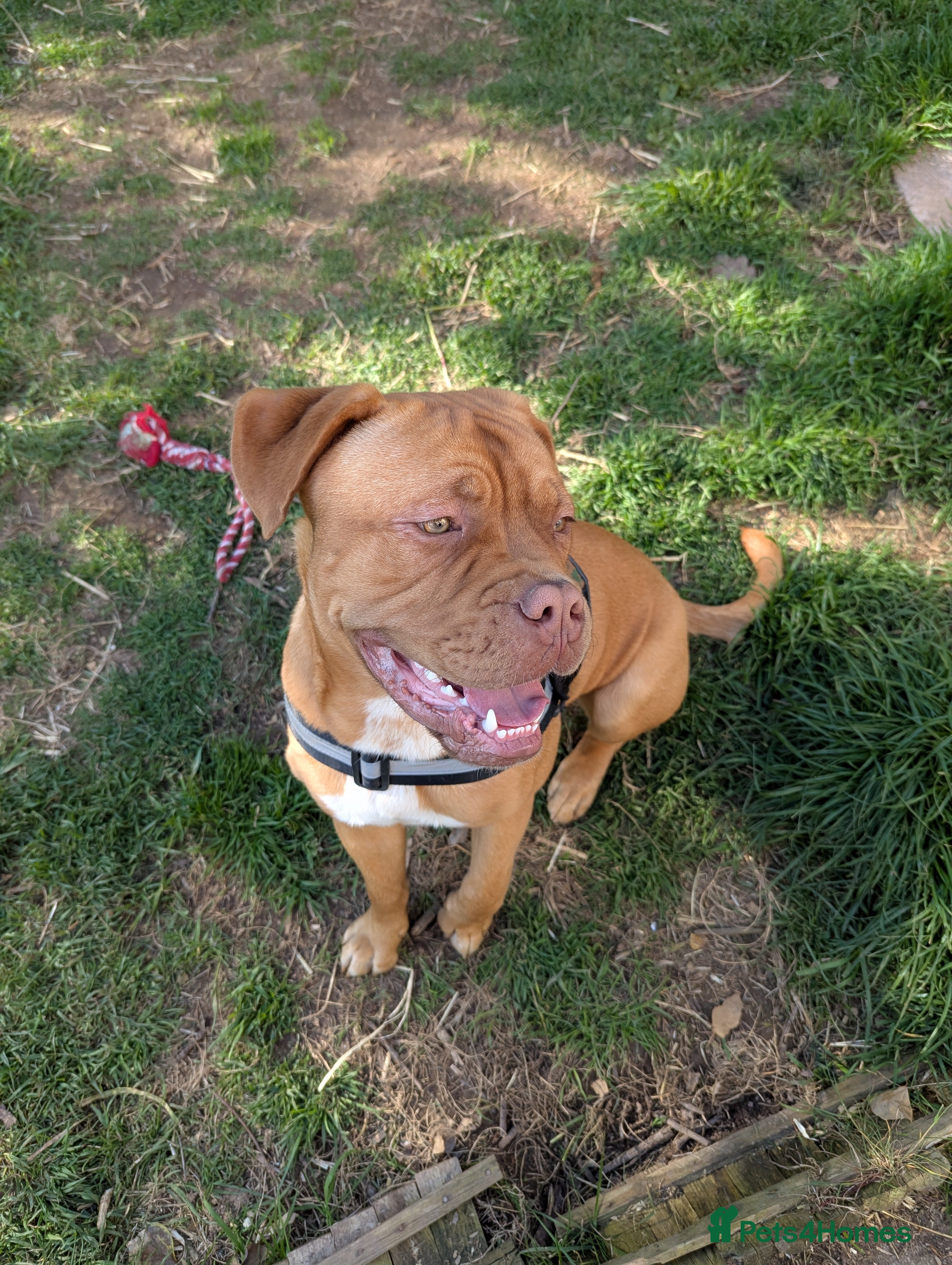 Dogue De Bordeaux dogs Bruce - Advert 1