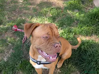 Dogue De Bordeaux dogs Bruce - Advert 1