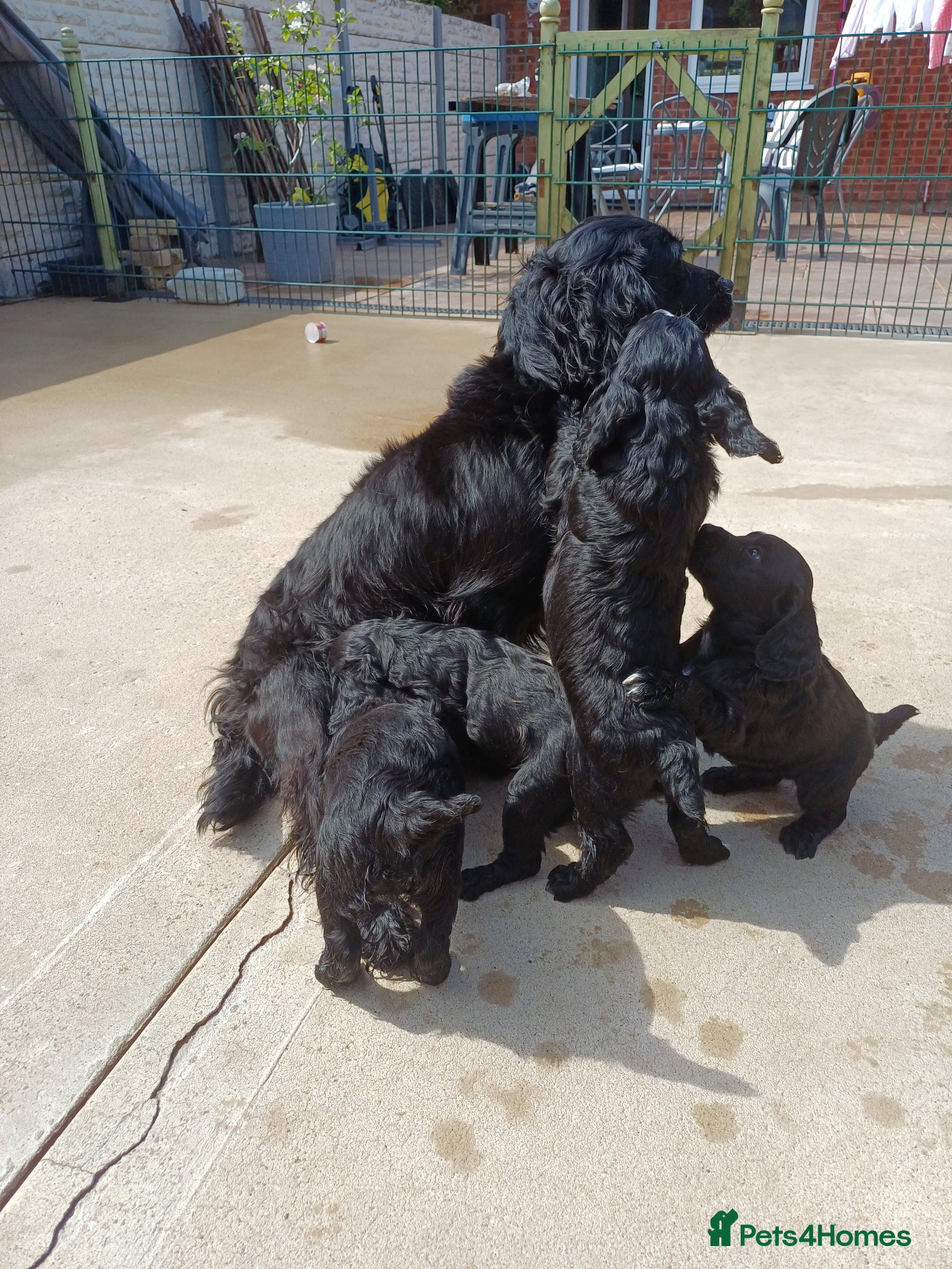 Cocker Spaniel dogs EXELLENT  BRED WORKING COCKER PUPPIES  - Advert 17