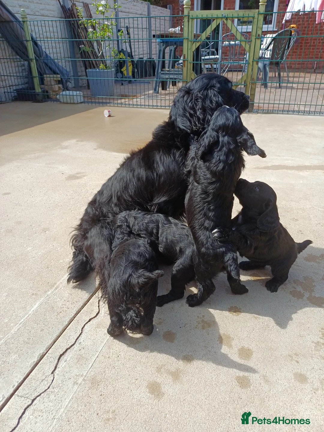 Cocker Spaniel dogs for sale: EXELLENT  BRED WORKING COCKER PUPPIES  - Advert 1