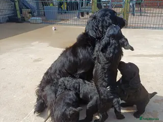Cocker Spaniel dogs EXELLENT BRED WORKING COCKER PUPPIES - Advert 1