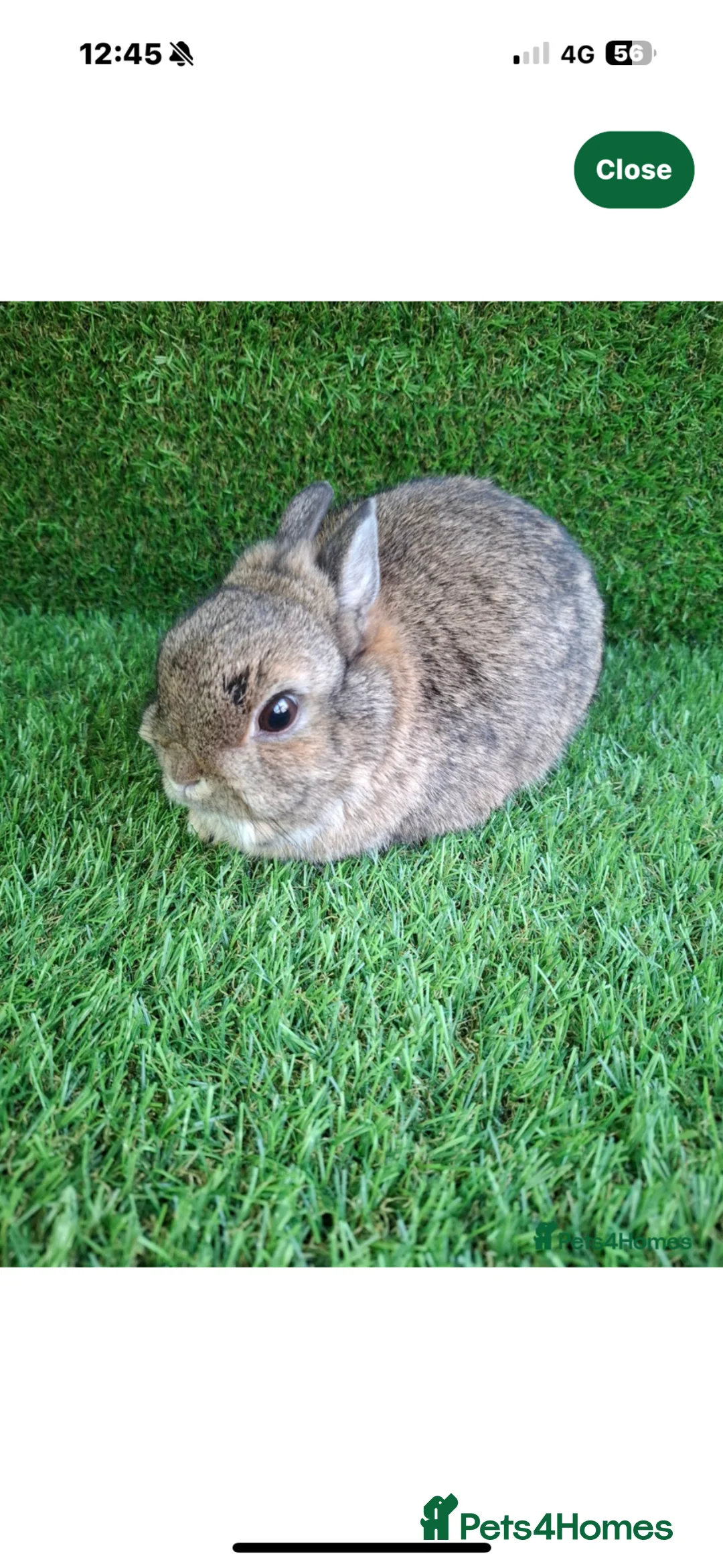 Netherland Dwarf rabbits for sale: Re-Home  in Bolton - Advert 4