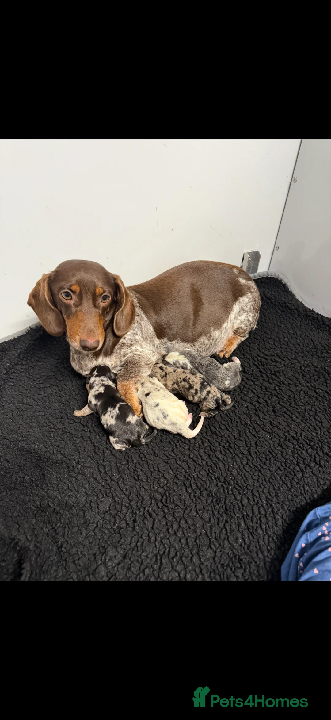 Miniature Dachshund dogs for sale: Registered miniature dachshund - Advert 1