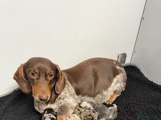 Miniature Dachshund dogs Registered miniature dachshund - Advert 2