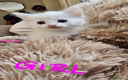 Mixed Breed cats for sale: 7 gorgeous cuties - Image 4