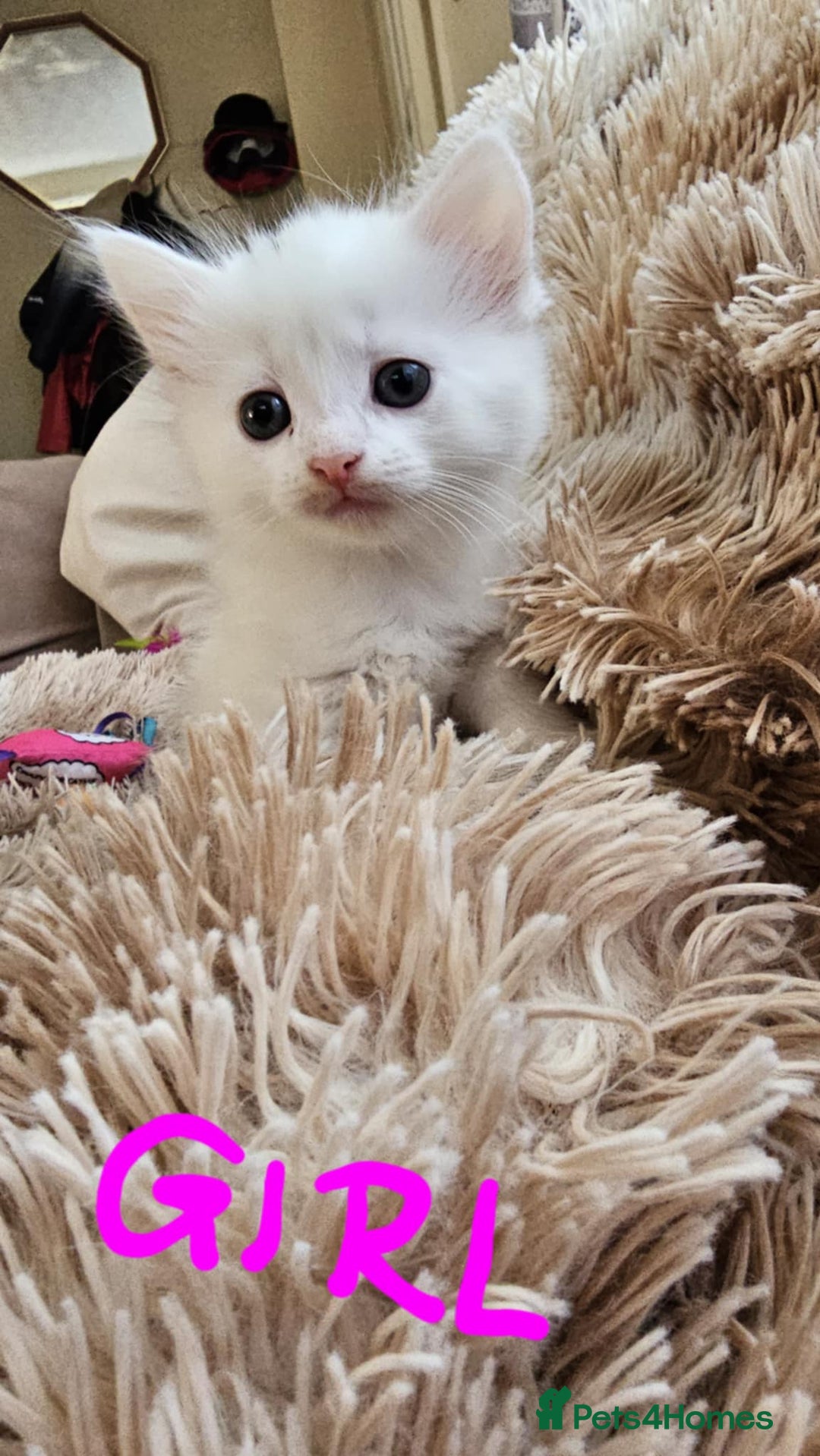 Mixed Breed cats for sale: 7 gorgeous cuties - Image 4