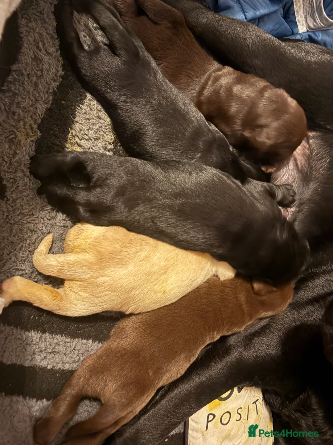 Labrador Retriever dogs for sale: 5 Labrador puppies for sale kent - Advert 15