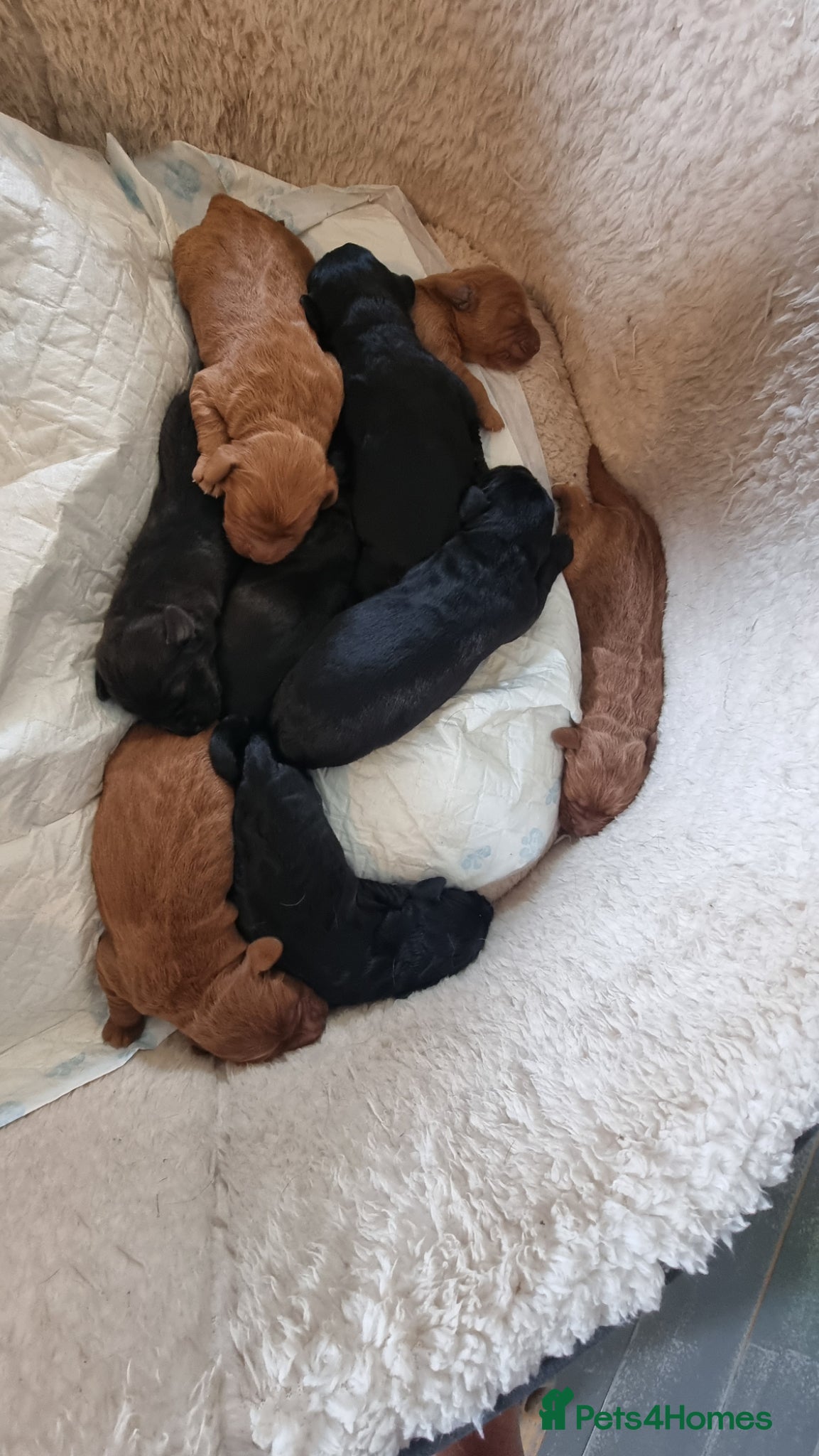 Labradoodle dogs Wonderful labradoodle puppies - Advert 2