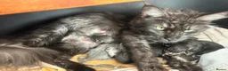 Maine Coon cats for sale: One maincoon male stunning rare - Advert 4