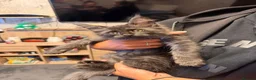 Maine Coon cats for sale: Maine Coon Registered TICA - Advert 30