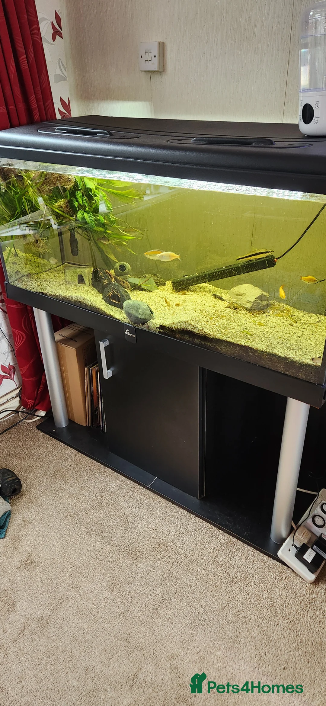 Cichlids fish for sale: Mixed fish species, Tank with Stand in Leeds - Advert 1
