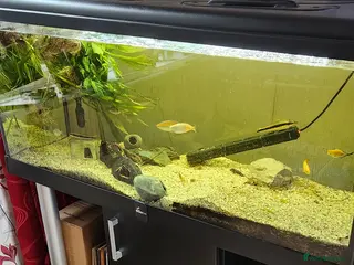 Cichlids fish Mixed fish species, Tank with Stand - Advert 9