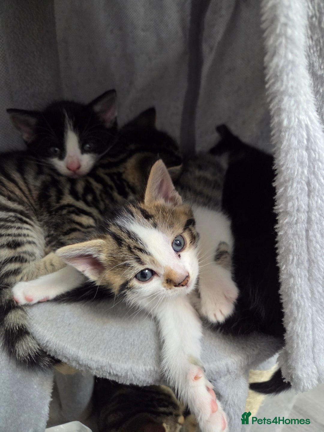 Mixed Breed cats for sale: Mixed breed kittens - Advert 5