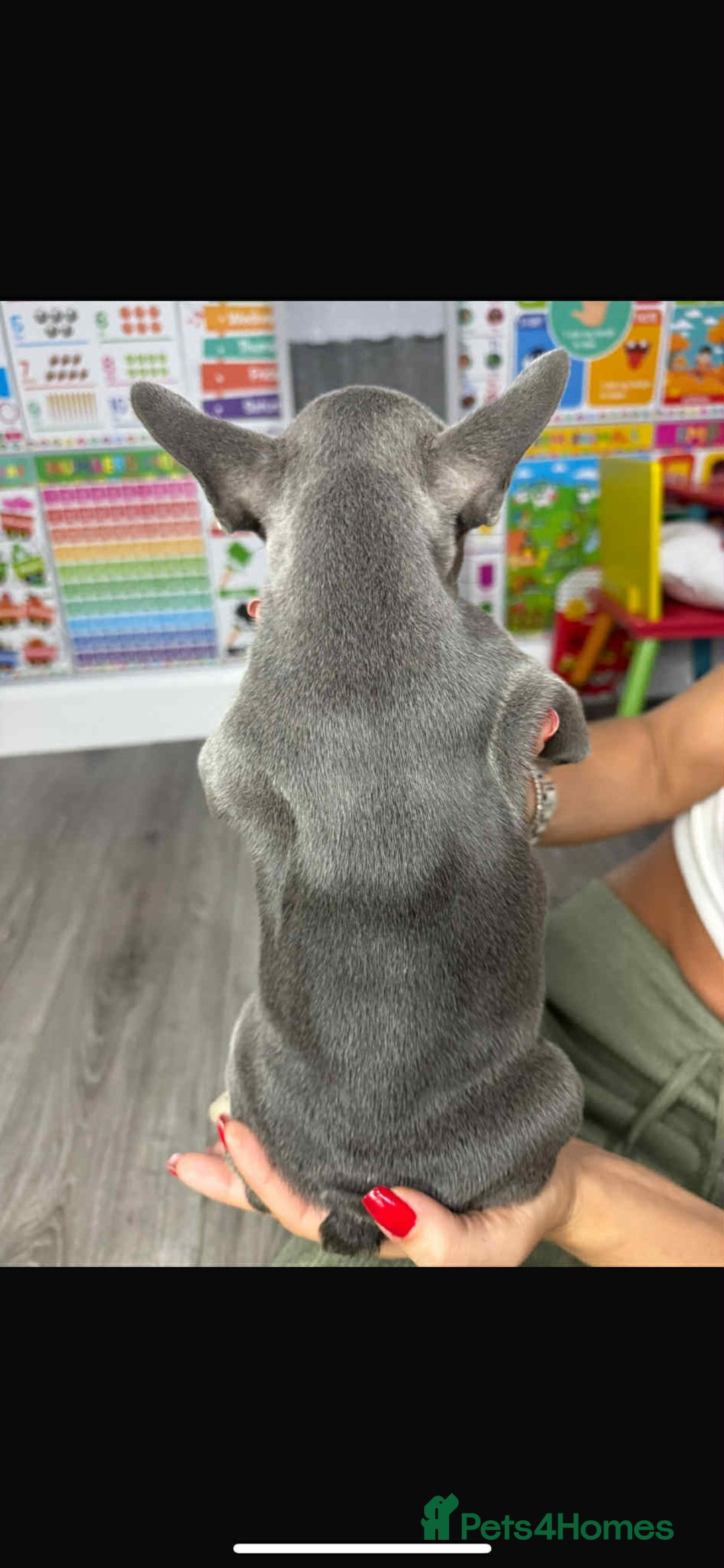 French Bulldog dogs for sale: Lilac tan fluffy carriers frenchie  - Image 4