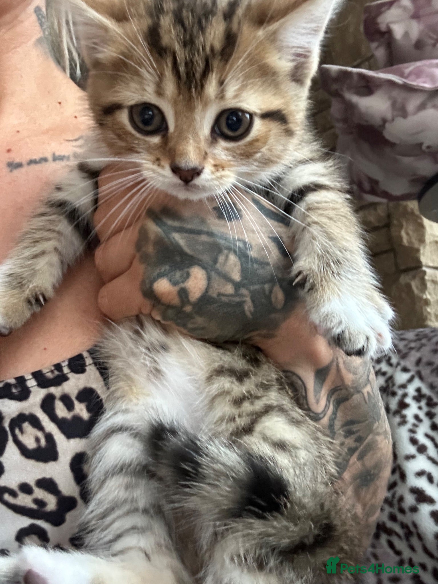 Persian cats X6 Persian Cross Bengal  - beautiful kittens - Advert 1