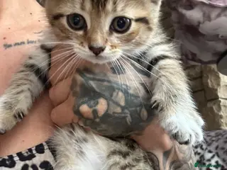 Persian cats X6 Persian Cross Bengal - beautiful kittens - Advert 1