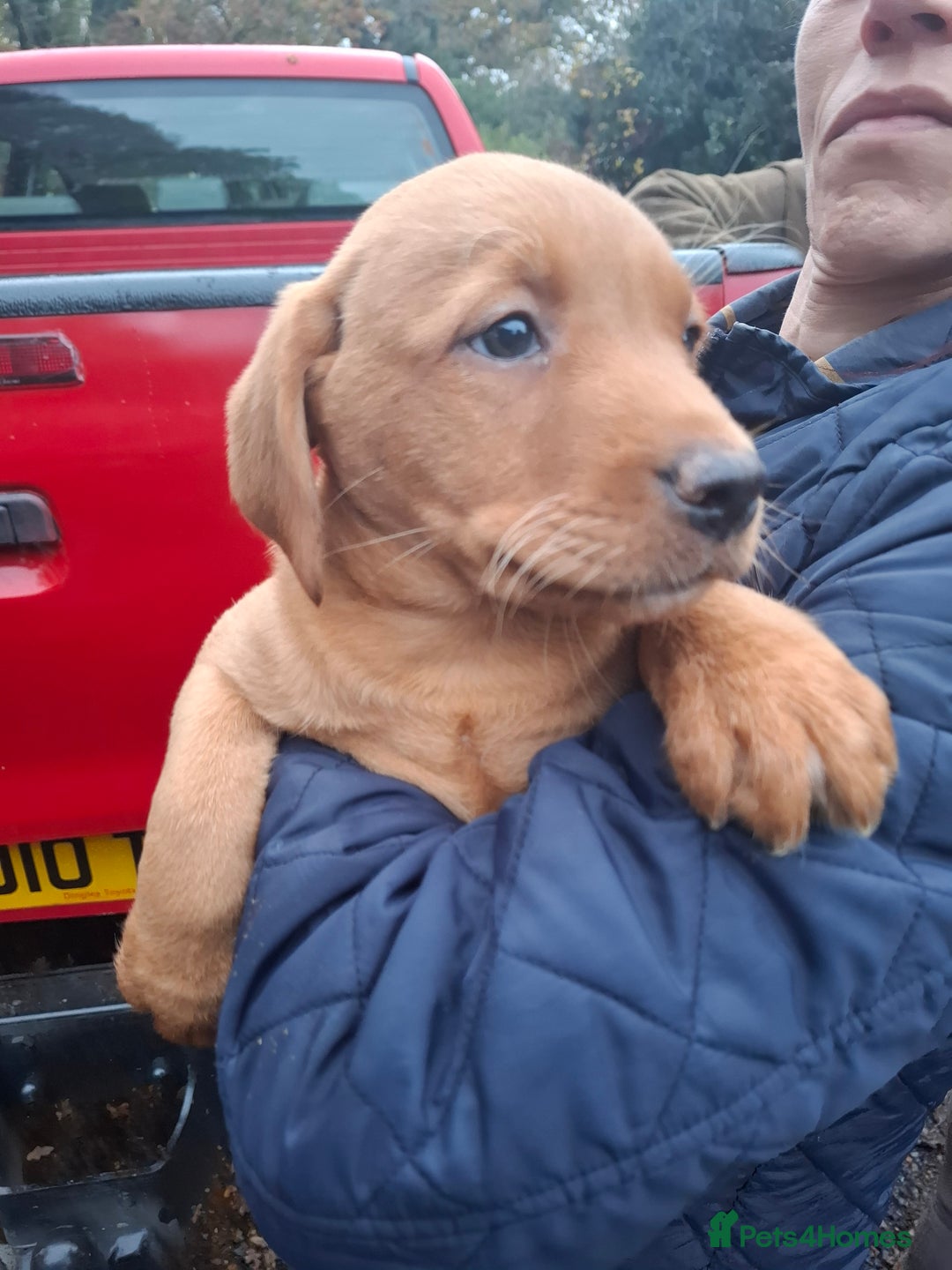 Labrador Retriever dogs for sale: Red labrador puppies - Image 16