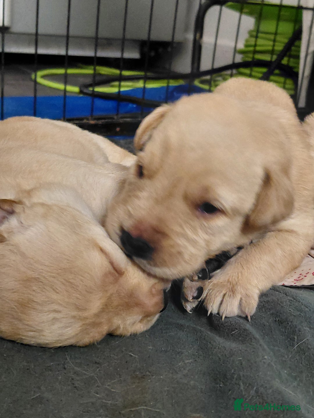 Labrador Retriever dogs for sale: Pure bred labrador puppies - Advert 2